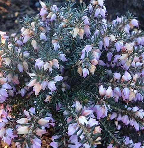 10x Winterheide Winter Beauty - Erica carnea - lebende Gartenpflanze aus den Baumschulen