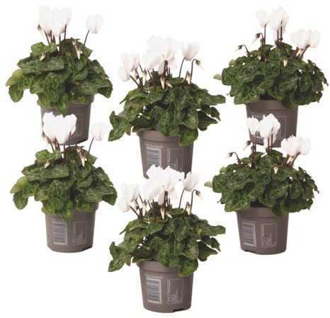 Plant in a Box - Cyclamen persicum 'Metis White' - Set de 6 - Ciclamen persa - Maceta 9cm - Altura 10-20cm