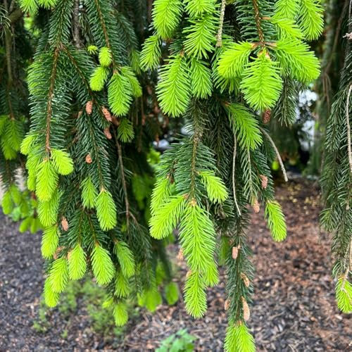 150 pcs Fichte Samen, Fichten Baum, garten hochbeet sträucher winterhart garten pflanzen stauden winterhart garten-geschenke samen winterhart alte sorten steingartenpflanzen winterhart