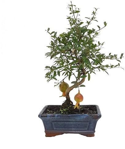 BONSAI NATURAL GRANADO PUNICA 7 AÑOS 35CM HOJA CADUCA