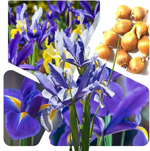 50 Stück Iris hollandica Mix Blumenzwiebeln Gr.7/8 Holländische Schwertlilie - mehrjährig - winterhart - SAISONWARE - NUR KURZE ZEIT ERHÄLTLICH