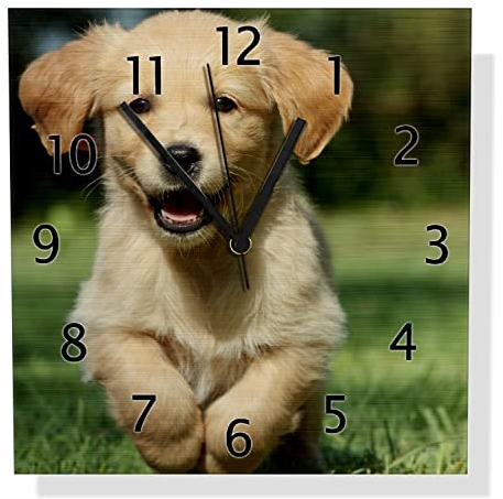 Wallario Design Wanduhr Süßer Hund - Golden Retriever aus Aluverbund, Alu-Uhr Größe 30 x 30 cm, Schwarze Zeiger mit Metalloptik