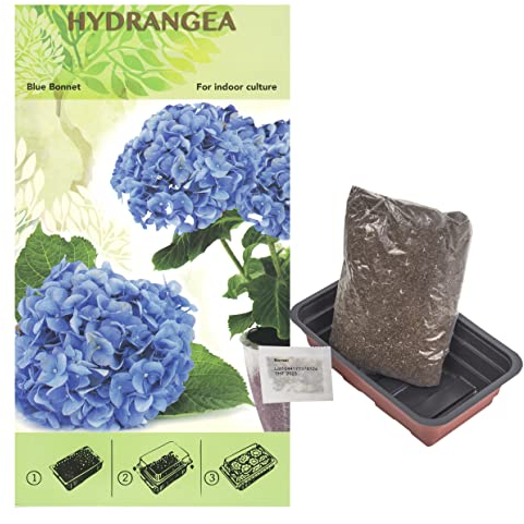 Interflowers Bonsai Samen Set - echte Bonsai Pflanzen Anzuchtset Baum züchten inklusive Erde, Samen und Anzuchtschale - einfaxches strater kit mit Anzuchterde (Hortensien Blau)
