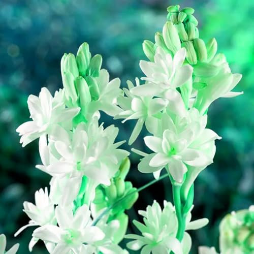 Winterhartes, Zwiebeln Blumen, Gartenpflanzen Winterhart Mehrjährig,Zwiebeln Mix,Lebende Pflanzen,Gartenblumen, Pflanzen Geschenk-5 Tuberose Zwiebel
