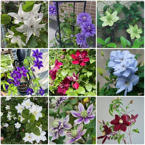Semillas de clemátide, Clematis florida, plantas trepadoras resistentes Semillas de Clematis Perenne Resistente, Plantas para lugares soleados plantas raras plantas resistentes jardín 500pcs