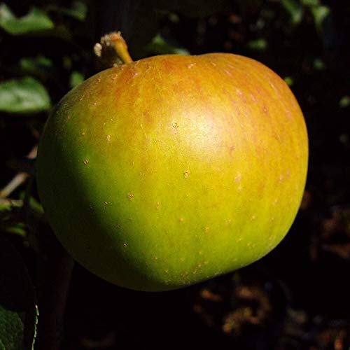 Jakob Lebel Herbstapfel altbewährte Sorte Buschbaum 110-140 cm 7,5 Liter Topf Unterlage M9