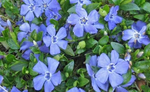 50 Vinca minor Marie blau Immergrün winterharter Bodendecker T9x9#