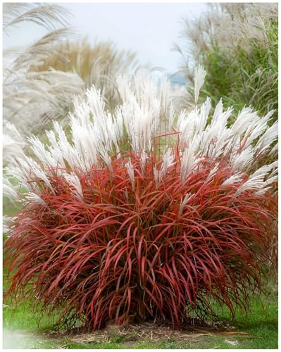 Stauden Gänge 10 x Miscanthus sinensis 'Little Miss' winterhart | Rotes Ziergras für Sonne, Blüte September bis Oktober, mehrjährig, 1 L Topf (11x11 cm)