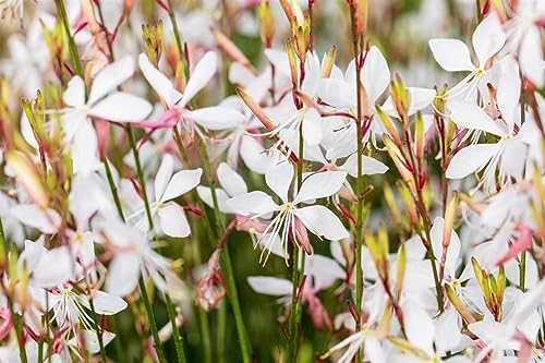 Gaura lindheimerii ca. 11x11 cm Topf - Prachtkerze, weiße Blüten, Blütezeit Juni-September, ideal für Rabatten, pflegeleicht und bienenfreundlich
