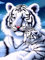 Bimkole DIY 5D Diamond Painting Zubehör Weißer Tiger, Tiere Diamant Malerei Kit Voll Runde Bohrer Malen nach Zahlen Malerei Stickerei Kreuzstich Diamond Dekoration 30X40 cm