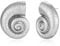 LILIE&WHITE Ohrringe Für Damen Silberne Schneckenhaus Ohrstecker – Elegante Ohrstecker im Muschel-Design für Damen, Maritimer Schmuck für Alltag und Besondere Anlässe