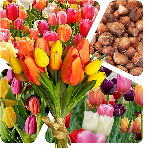 Tulpen Zwiebeln (100 Stück) - Blumenzwiebeln bunte Frühlings Mischung - Grösse 10/11 - mehrjährig - winterhart - SAISONWARE - NUR KURZE ZEIT ERHÄLTLICH