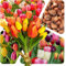 Tulpen Zwiebeln (100 Stück) - Blumenzwiebeln bunte Frühlings Mischung - Grösse 10/11 - mehrjährig - winterhart - SAISONWARE - NUR KURZE ZEIT ERHÄLTLICH