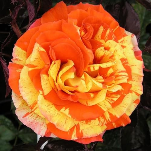 Oranges and Lemons - 5.5lt Potted Floribunda Garden Rose Bush - Unusual Orange and Yellow Striped Blooms