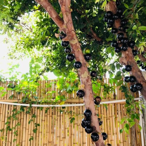 jabuticaba biologici a crescita sostenibili in rialzata balcone esotico a prova 500semi