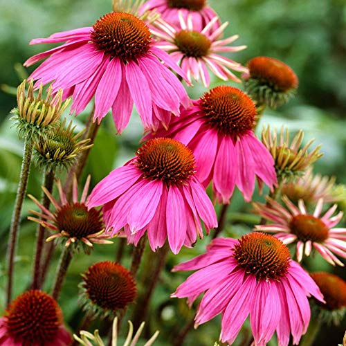 Graines d'échinacée rose 30 pièces (Echinacea purpurea) graines de plantes d'herbes de fleurs fraîches biologiques pour la plantation de jardin cour décor extérieur
