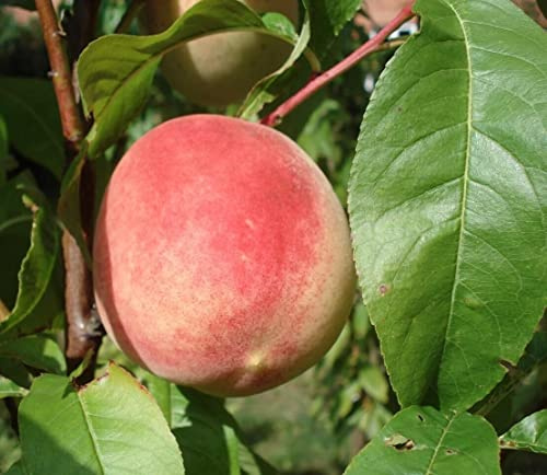 Pfirsich Prunus persica Pflanze 70-80cm Pfirsichbaum Obstbaum