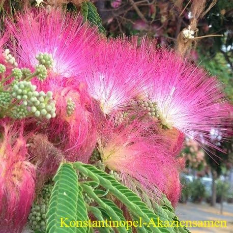30 Graines d'Acacia de Constantinople - (Albizia Julibrissin) - Arbre Ornemental à Fleurs Roses Parfumées