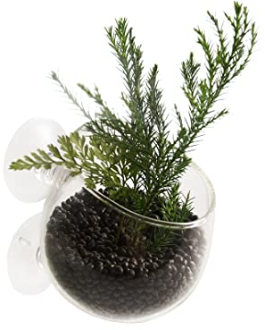 Aqua Della, Pot à Plantes Verre 9x6x6cm, Placement secondaire décoratif des Plantes, avec Trou pour la Circulation d'eau, Parfait pour la Culture de Plantes et de coraux, avec Ventouses Fortes