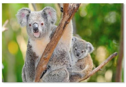 1000 Stück Puzzle,Koala-Tier,Erwachsene Kinder Papier spielzeugLernspiel(38x26cm)-F58