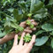 Sternanis Samen Illicium Verum - Seltene Pflanzen Serie - Büropflanzen Gartenpflanzen Winterhart Mehrjährig Exotische Zimmerpflanzen Pflanzen Samen Indoor Gartenpflanzen Bonzai 300 Stück