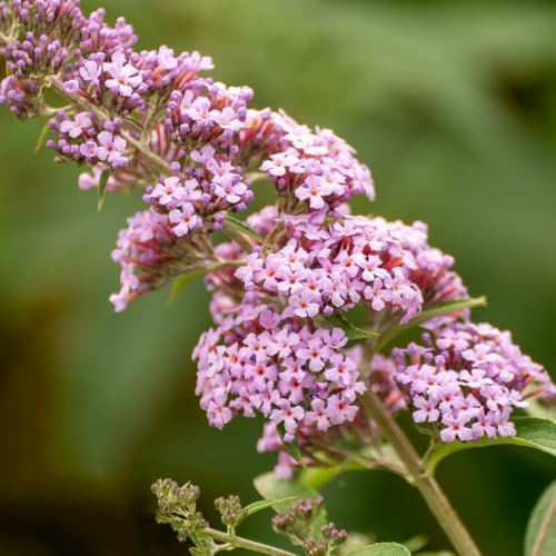 Schmetterlingsflieder, Buddleja davidii, schnell wachsende sträucher blumensamen gastgeschenk sträucher garten schmetterlingswiese blumendeko 100Samen