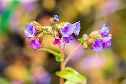 Pulmonaria dacica 'Azurea' ca. 9x9 cm Topf - Lungenkraut, azurblaue Blüten, Blütezeit März-Mai, ideal für schattige Beete, bienenfreundlich, pflegeleicht