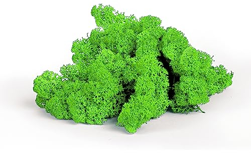 sphagnum-shop.com Echtes Deko Moos Rentierflechte in Hellgrün 500 gr für Modellbau Basteln Islandmoos