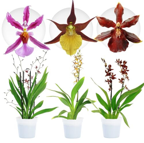 Piante Vere da Interno - 3 Orchidee Cambria Mix Pastello - Fiorite - Piante e Fiori Esclusivi dall'Olanda - Altezza 30-40 cm (Non artificiali, senza fertilizzanti e vaso, non semi)