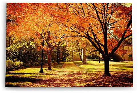 Paul Sinus Wandbild 60x40cm Dekorative Kunst Herbst Park Bäume Herbstblätter Sonnenschein