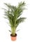 Areca maceta 17cm. - Altura total aprox. 80cm. - Planta viva - (Envío sólo a Península)