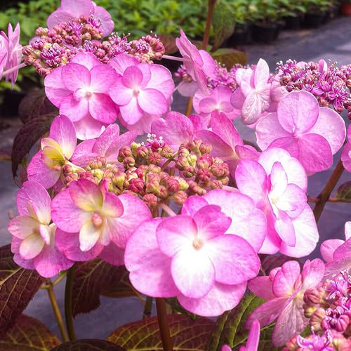 Hortensia Summer Glow en Maceta - Planta de Exterior Lista para Jardín