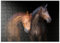 MyPuzzle Zwei Pferde vor schwarzem Hintergrund - Premium 100 Teile Puzzle - MyPuzzle Sonderkollektion von Puzzle Galaxy