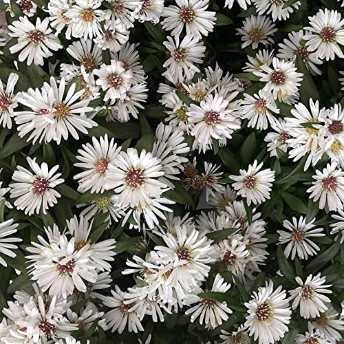Aster dumosus 'Schneekissen? / Garten-Kissen-Aster 'Schneekissen'