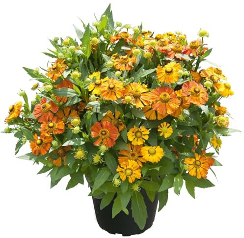 Sonnenbraut 'Helias Orange' orange, Höhe 80 cm, Topf 3 Liter