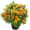 Sonnenbraut 'Helias Orange' orange, Höhe 80 cm, Topf 3 Liter