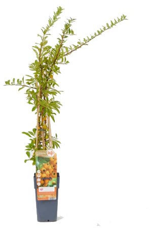 Pyracantha Natural o Espino de Fuego Planta de Exteriores que florece en Invierno