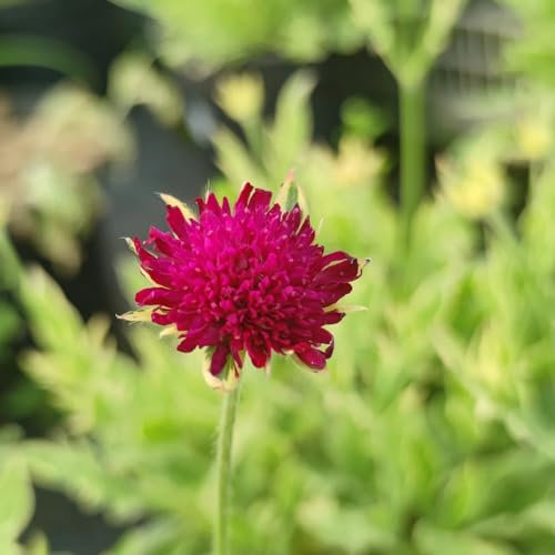 200 piezas semillas sarnosas, regalo de semillas, jardín de flores (Knautia macedónica) balcón de flores, semillas de bonsái prado de flores, plantas en macetas reales plantas perennes,