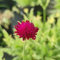 200 piezas semillas sarnosas, regalo de semillas, jardín de flores (Knautia macedónica) balcón de flores, semillas de bonsái prado de flores, plantas en macetas reales plantas perennes,