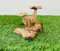 My Square Mile Wooden Mushroom Garden Ornament | Teak Wood For Indoor & Outdoor Use | 10cm x 10cm x 15cm, Hand Carved Garden Sculpture