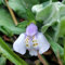 50 Pcs Bodendecker Mazus Reptans Samen - Kräuter Samen Mehrjährig, Hochbeet Samen, Blumen Balkon Lippenmäulchen Samen, Kräutersamen, Winterharte Pflanzen Für Garten Kräuter Pflanzen,