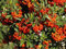Pyracantha coccinea - Mittelmeer-Feuerdorn - 10 Samen