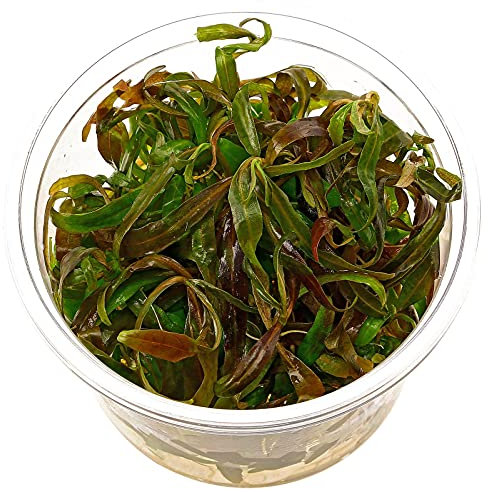 Hygrophila sp. Tigre - in vitro