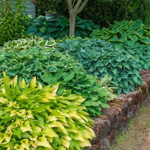 Bulbi di Hosta,Hosta eccellente per piantare piant,Hosta Pianta,squisite e decorative,Perenni che abbelliscono l'ambiente,Rizoma di Hosta.-15bulbi-J