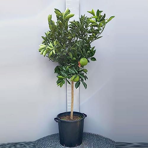 SAVINI VIVAI Pianta di Arancio Albero di Agrumi Arancio Navellina in Vaso da 35 cm Altezza 150-180 cm 6-7 Anni di innesto Made Italy