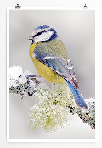 Eau Zone Home Bild - Tierbilder – Blaumeise im Winter- Poster Fotodruck in höchster Qualität