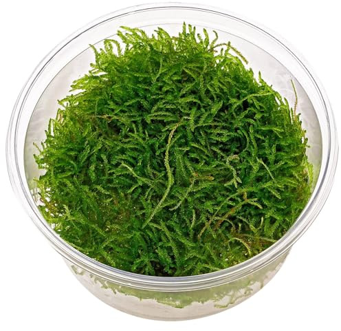 Aquasabi - Taxiphyllum barbieri Javamoos - Javamoos - in Vitro XL 8,5 cm - Moos für Aquarium - in Vitro Aquarienpflanze - Aquascaping