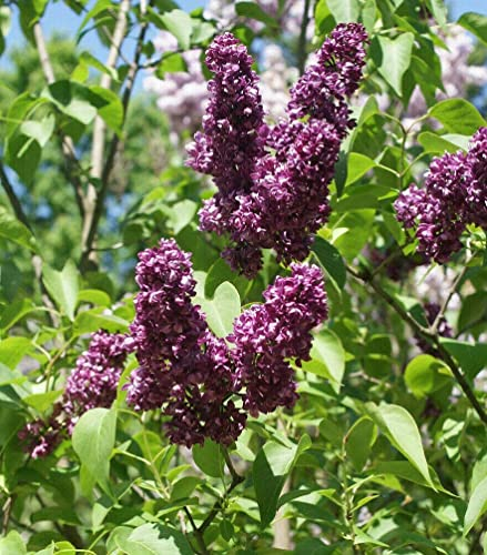 Edelflieder Syringa vulgaris 'Charles Joly' Pflanze 5-10cm lila Flieder Rarität
