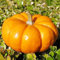 20 Stück Kürbis Samen, Kürbis Pflanzen Samen, Gemüsesamen, zierkürbis samen, Ideale Garten Pflanzen, Balkon Pflanzen, 20Pcs Pumpkin Seeds (Gelb)