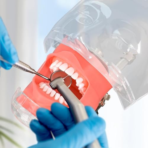 UIGJIOG Dental Phantom Kopf Kopf Modell Dental Simulator Manikin Dental Manikin Kopf Mit 32 Typodont Zähne Modell Typodont Mount Fixed on Table